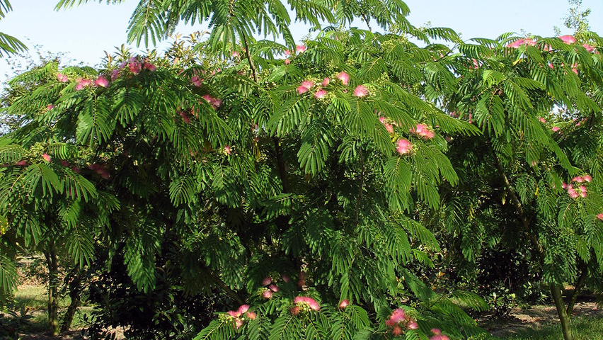 Albizia Julibrissin Treeebb Online Tree Finding Tool Ebben Nurseries