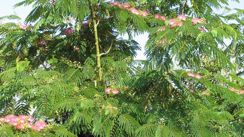 Albizia Julibrissin Treeebb Online Tree Finding Tool Ebben Nurseries