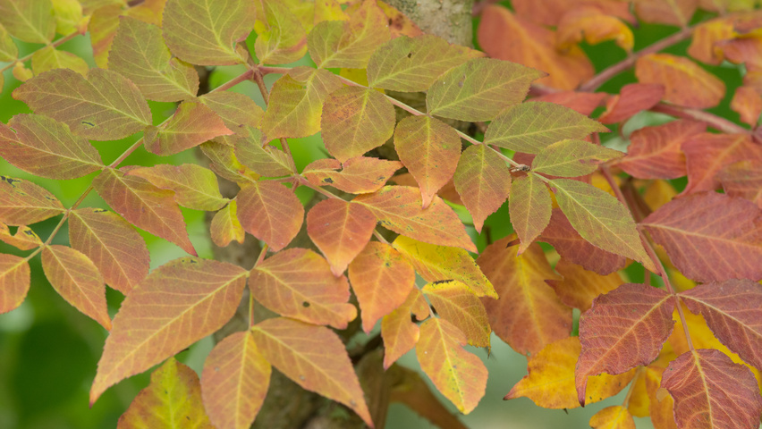 Aralia elata autumn leaves