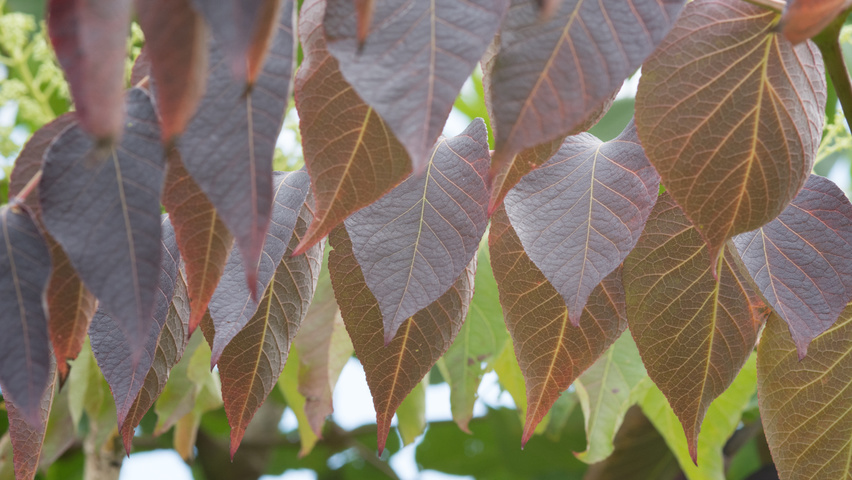 Aralia elata autumn leaves