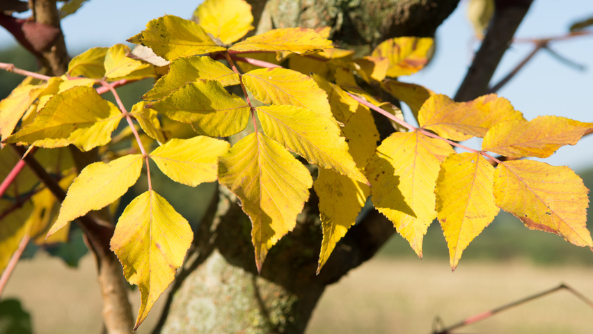 Aralia elata autumn leaves