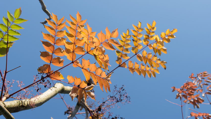 Aralia elata autumn leaves