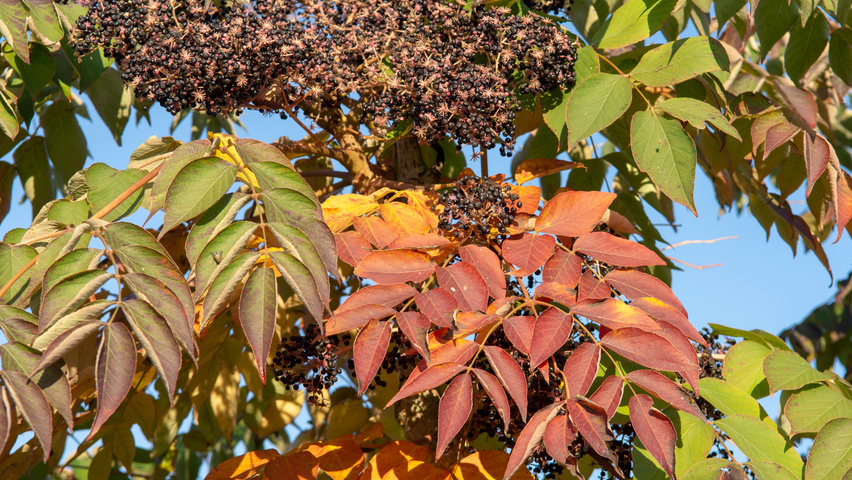 Aralia elata autumn leaves