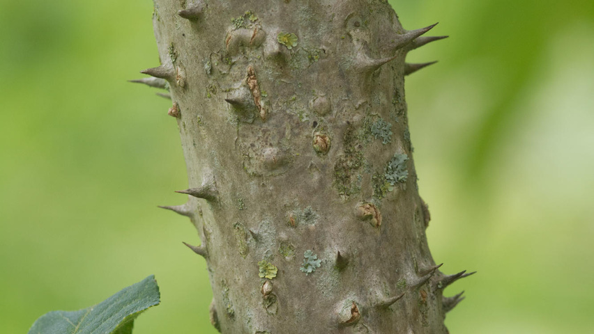 Aralia elata bark