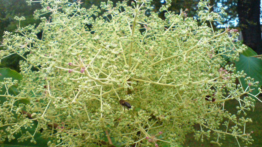 Aralia elata flowers