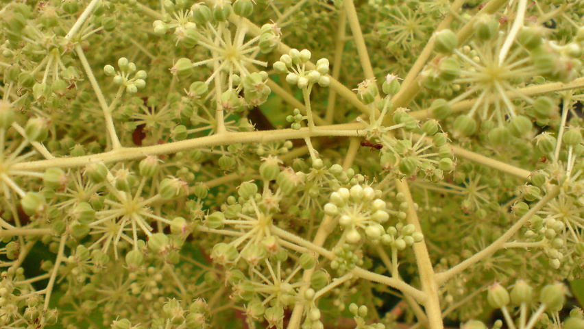 Aralia elata flowers