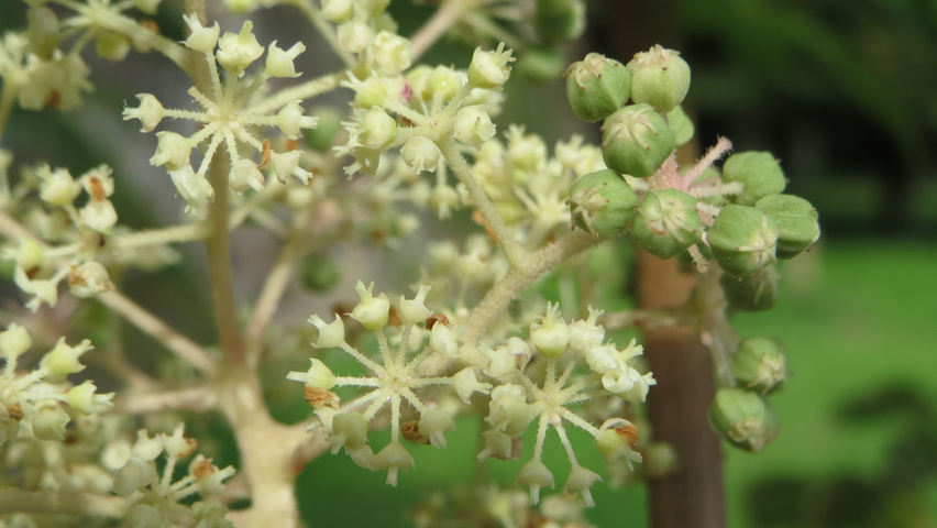Aralia elata flowers