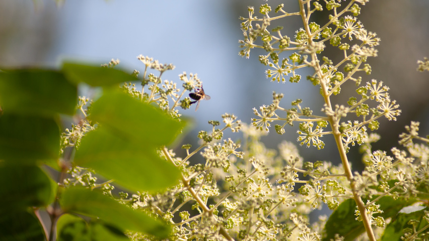 Aralia elata flowers