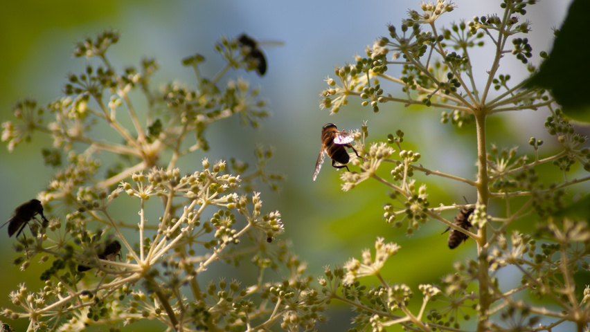 Aralia elata flowers