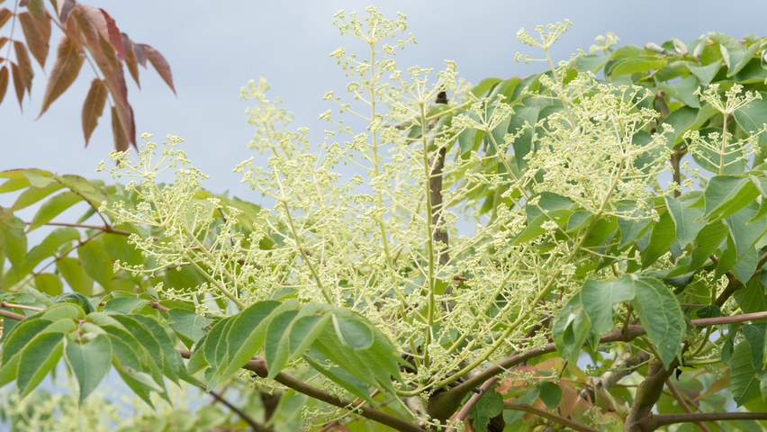 Aralia elata flowers