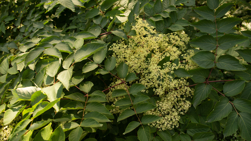 Aralia elata flowers