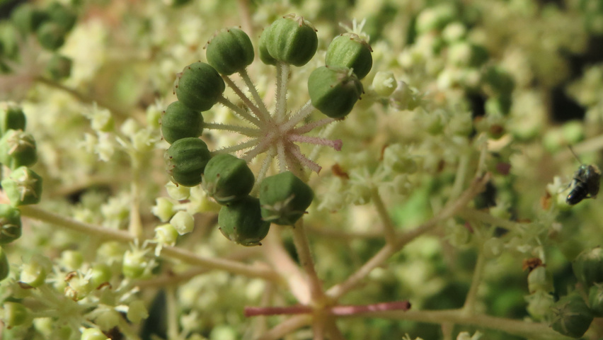 Aralia elata fruits