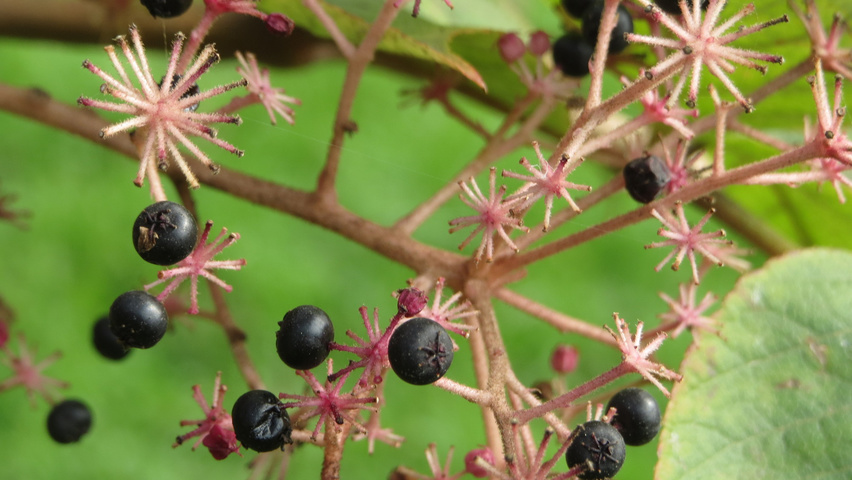 Aralia elata fruits