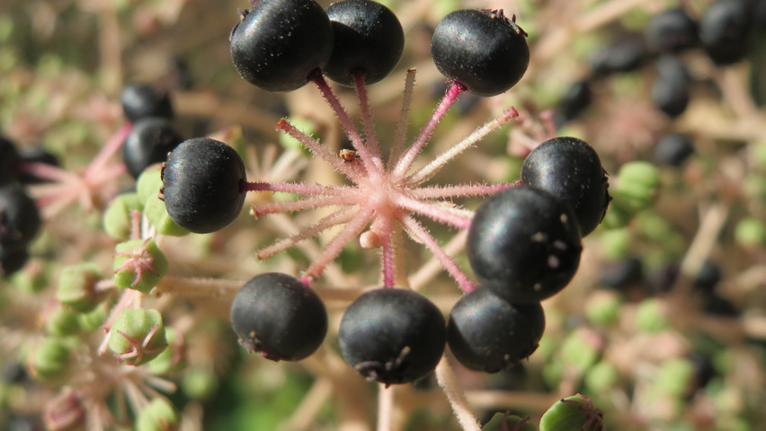 Aralia elata fruits