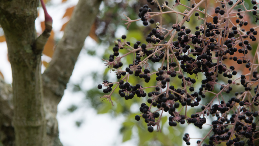Aralia elata fruits