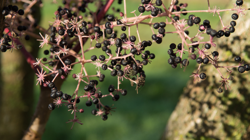 Aralia elata fruits