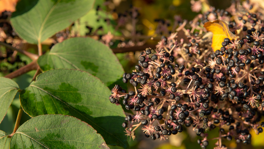 Aralia elata fruits
