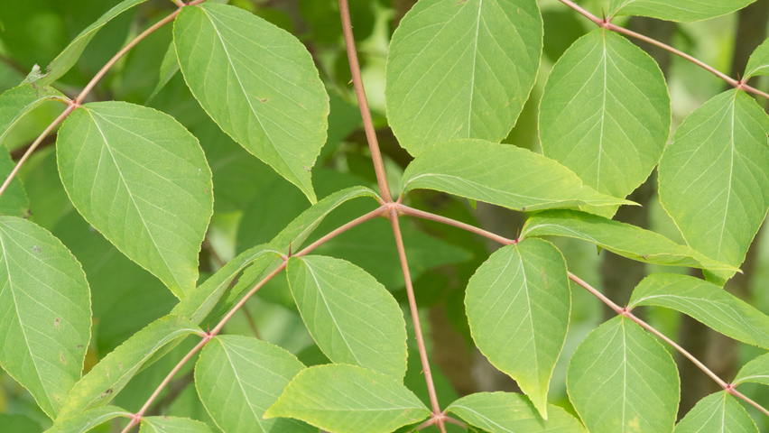 Aralia elata leaves