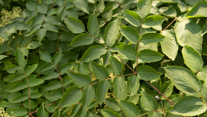 Aralia elata leaves