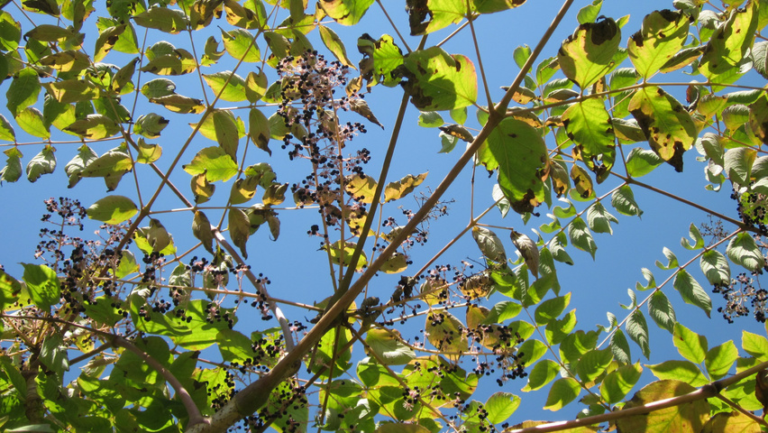 Aralia elata leaves