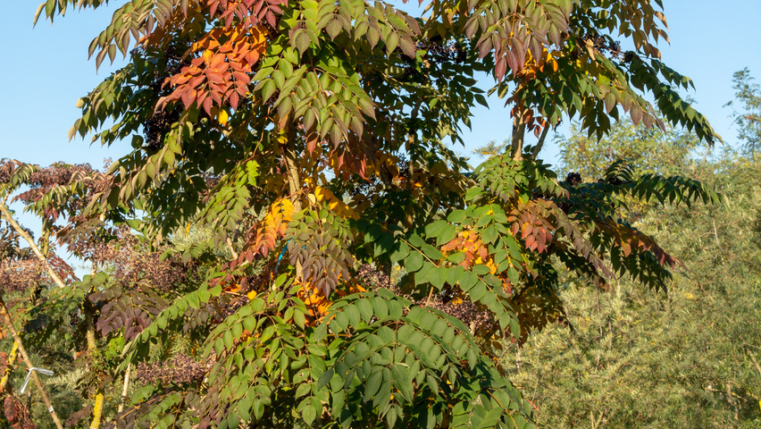 Aralia elata multi-stem