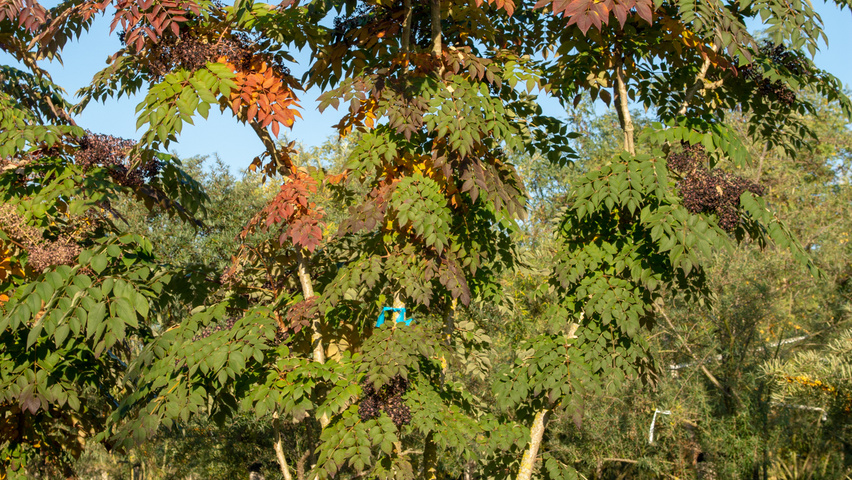 Aralia elata multi-stem