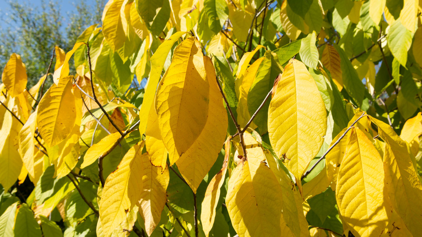 Asimina triloba Herbstblatt