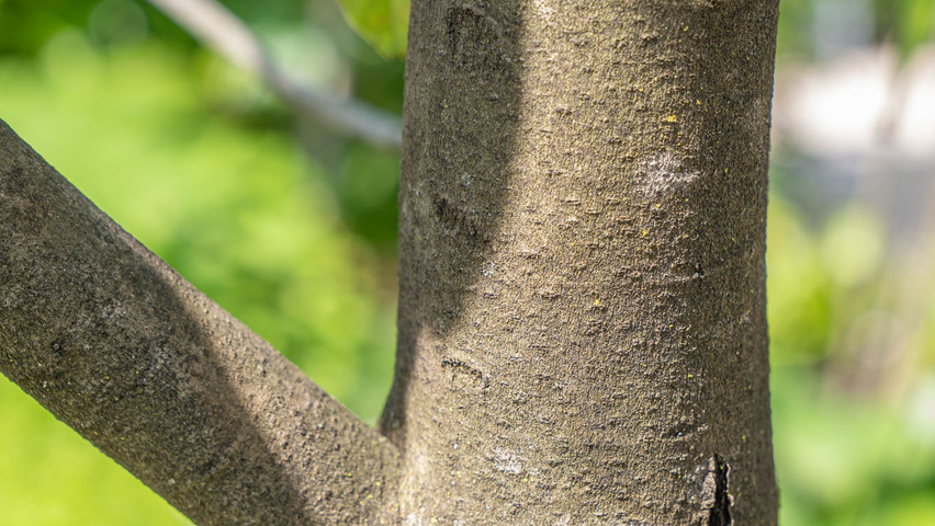Asimina triloba Rinden
