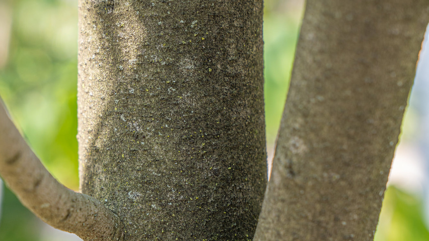 Asimina triloba Rinden