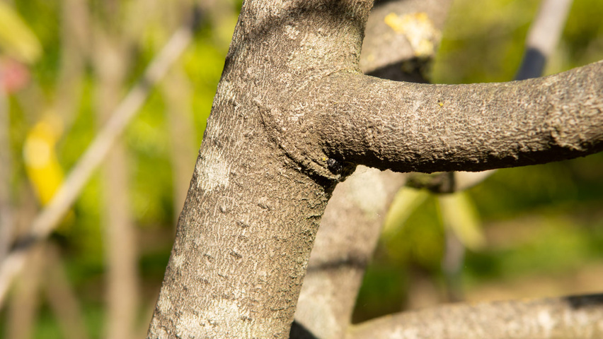 Asimina triloba Rinden