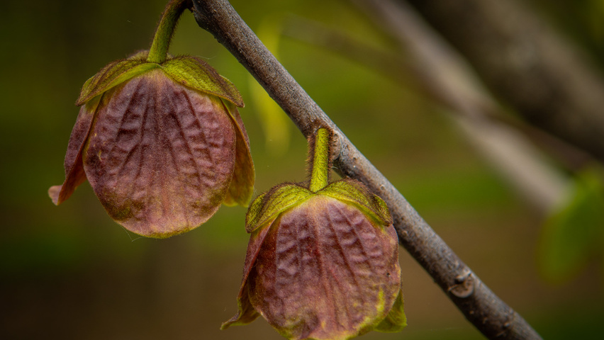 Asimina triloba Blumen