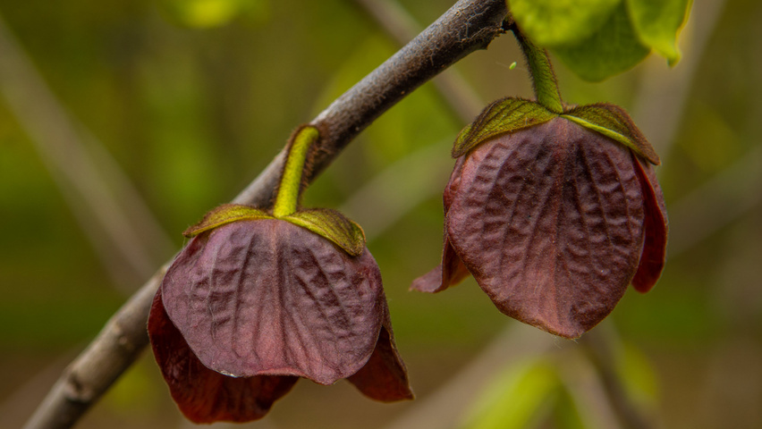 Asimina triloba Blumen