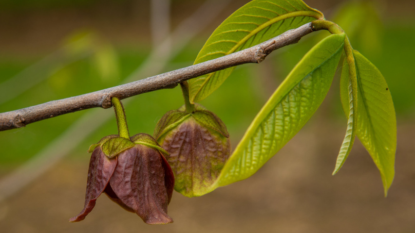 Asimina triloba Blumen