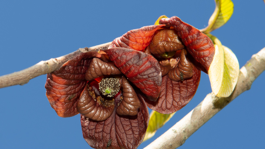 Asimina triloba Blumen