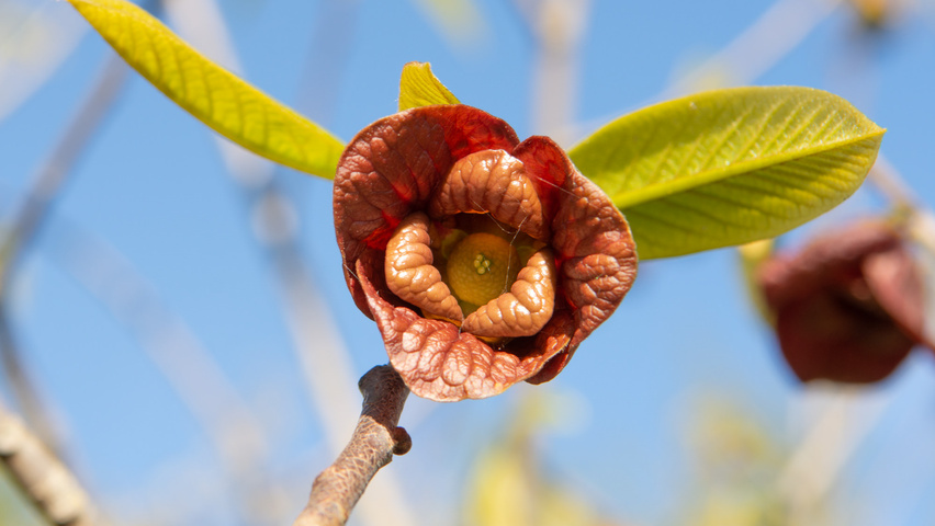 Asimina triloba Blumen