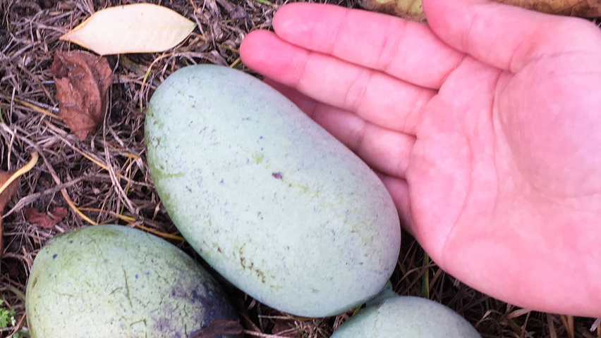 Asimina triloba Frucht