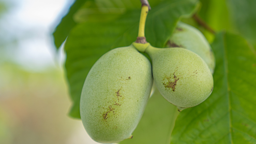 Asimina triloba Frucht