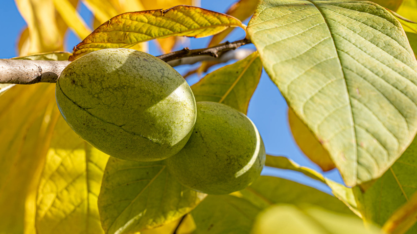 Asimina triloba Frucht