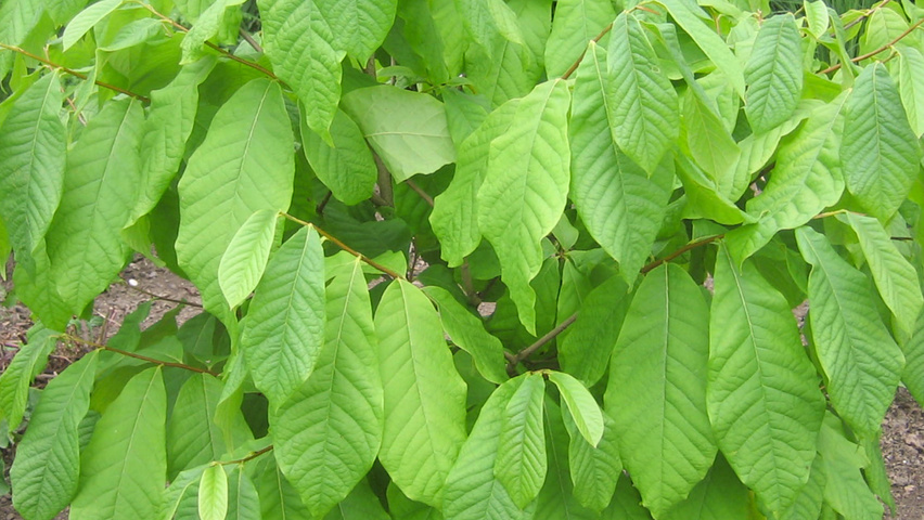 Asimina triloba Blatt