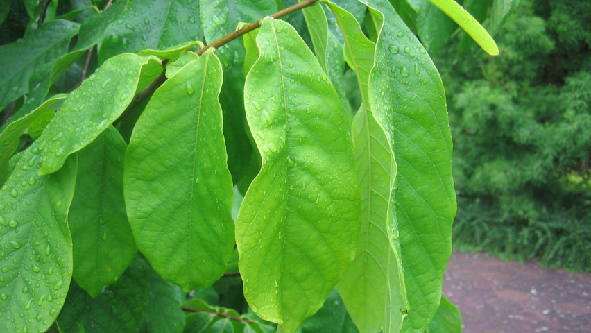 Asimina triloba Blatt