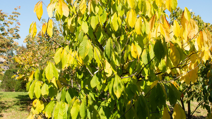 Asimina triloba Solitärgehölze