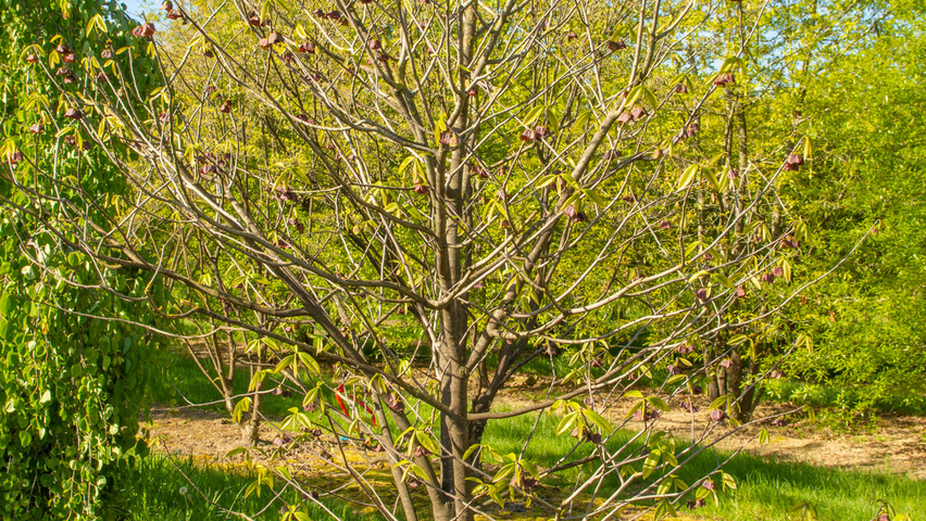 Asimina triloba Solitärgehölze