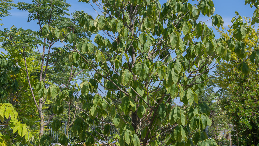 Asimina triloba Solitärgehölze