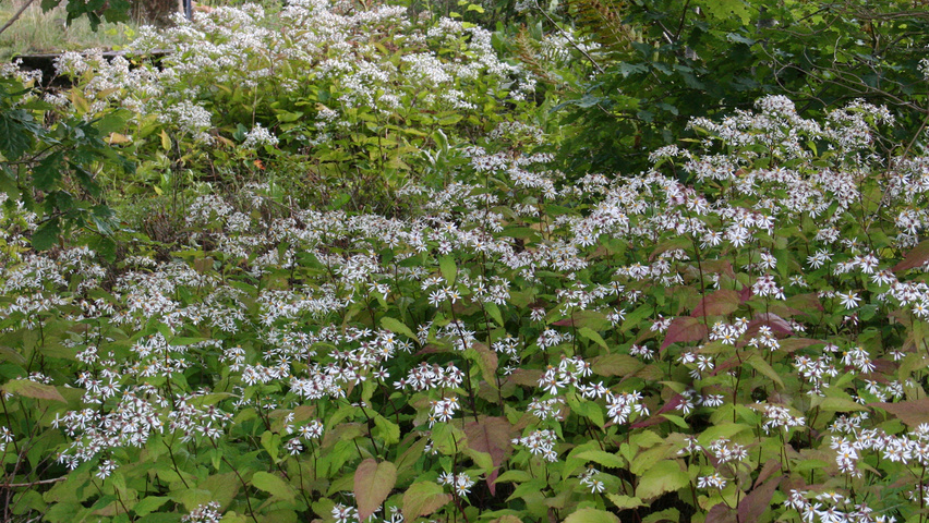 Aster divaricatus deals