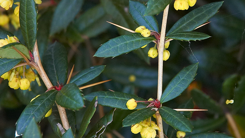 Berberis julianae