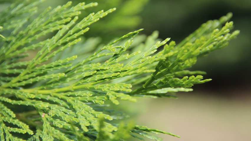 Calocedrus Decurrens Treeebb Online Tree Finding Tool Ebben Nurseries