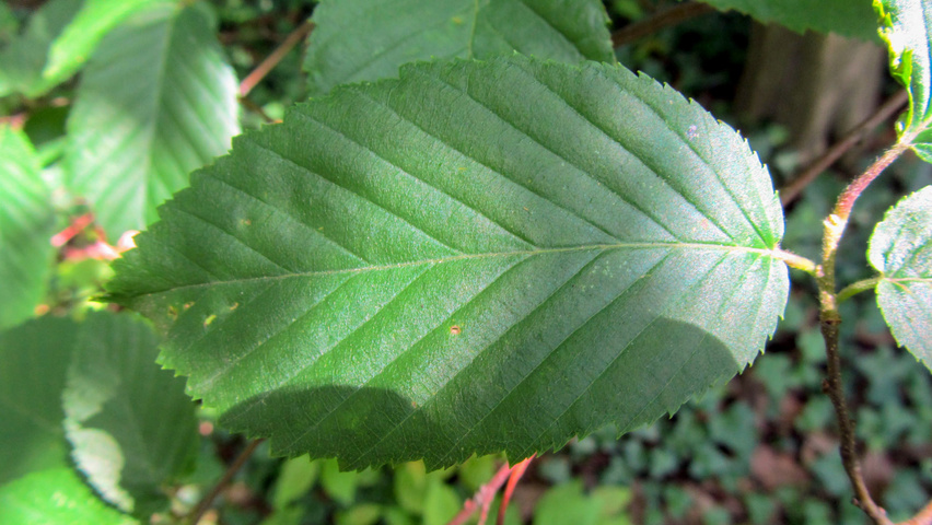 Carpinus caroliniana | TreeEbb | Online tree-finding tool | Ebben Nurseries