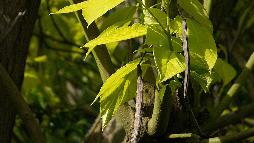 Catalpa Tree Fruit - Catalpa Tree :: Fruit Tree Nursery Apple Trees ...