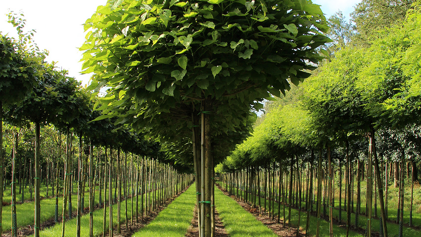 Catalpa Bignonioides Nana Treeebb Online Tree Finding Tool Ebben Nurseries