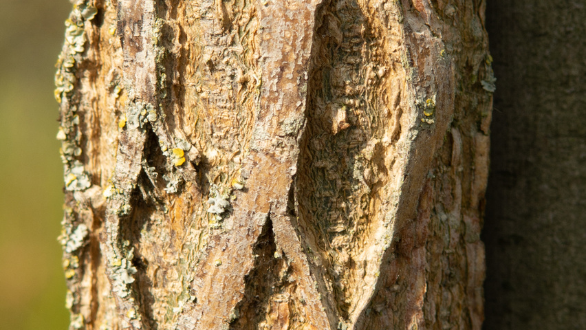Celtis 'Magnifica' Rinden